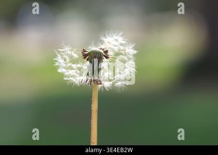 Ein Löwenzahn isoliert auf einem natürlichen grünen Hintergrund Stockfoto
