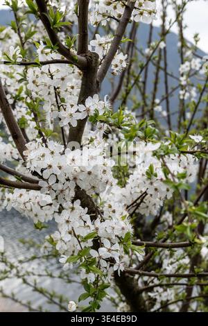 Weiße Blütenzweige bilden im Frühjahr eine elegante botanische Textur mit zarten Blütenblättern und einer natürlichen Schichtstruktur, die ein raffiniertes, saisonales Blütenmuster erzeugt Stockfoto