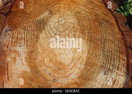 Makroansicht des Querschnitts des Baumstammes mit Jahresringen und Rindenstruktur Stockfoto