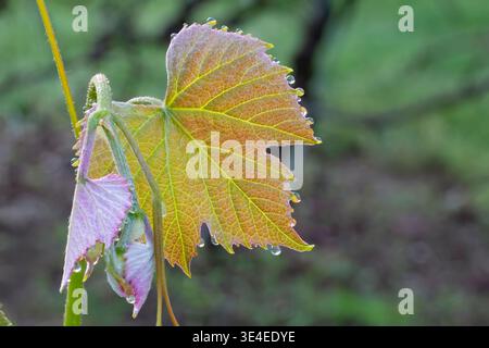 Morning Sun Lights New Growth and Leaf on a Grapevine Stockfoto