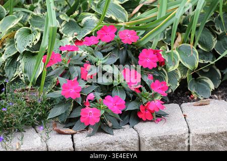 Leuchtend rosa Blüten über dunkelgrünen Blättern, grauen Betonblöcken (Makro, Nahaufnahme) Stockfoto
