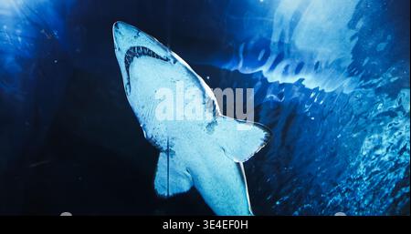 Großer Hai Langsames Schwimmen Im Unterwasser-Aquarium Mit Blick Von Unten. Sandtigerhai Oder Karcharien Taurus Gray Nurse Shark. Meerestier, Wasserleben Stockfoto