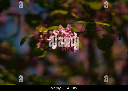 Eine wunderschöne Makroaufnahme von Cercis Siliquastrum, allgemein bekannt als Judas-Baum, mit leuchtenden rosa Blumen, die direkt auf den Zweigen blühen. Die Stockfoto