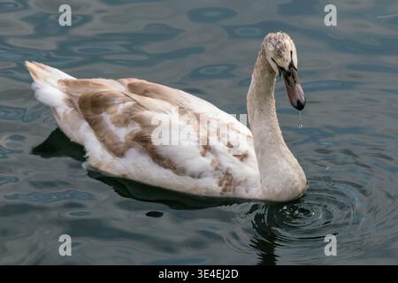 Junger stummer Schwan mit braunem und weißem Gefieder schwimmt auf ruhigem Wasser, der Schnabel tropft einen einzelnen Tropfen und erzeugt sanfte Kräuselungen. Ein ruhiger Clos Stockfoto