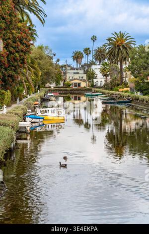 Enten schwimmen in den Kanälen von Venedig, umgeben von Palmen und Häusern in Venice Beach, Cali Stockfoto
