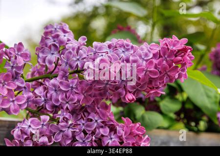 Nahaufnahme von violetten Fliederblüten mit grünen Blättern im weichen Fokus. Syringa vulgaris oder Flieder. Stockfoto