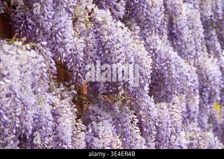 Wisteria-Blumen oder Racemes, Pflanzen auf einer Ziegelwand im Frühjahr, Großbritannien. Stockfoto