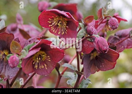 Helleborus, auch bekannt als Helleborus, Schneerose, fastenrose, „Anna’s Red“ in der Blüte Stockfoto