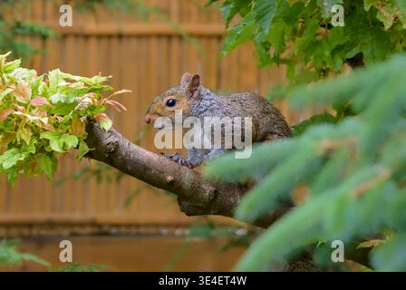 Graues Eichhörnchen (Sciurus carolinensis) auf Baumzweig im Garten mit Holzzaun Hintergrund, England, Großbritannien Stockfoto