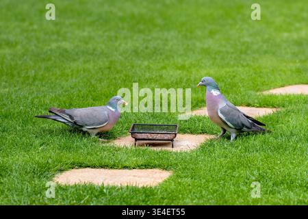 Paar Holztauben (Columba palumbus), die zusammen auf dem Rasen im Garten, Großbritannien, füttern Stockfoto