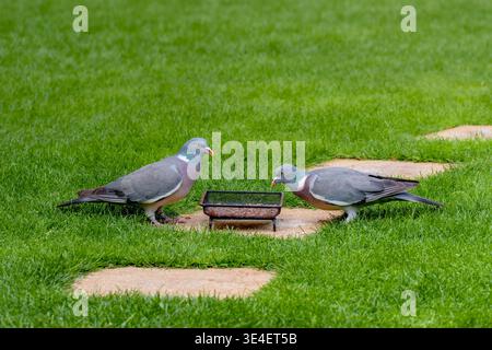 Paar Holztauben (Columba palumbus), die zusammen auf dem Rasen im Garten, Großbritannien, füttern Stockfoto