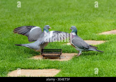 Holztauben (Columba palumbus) konkurrieren um Nahrung auf dem Gartenrasen um Futtertablett im Garten, Großbritannien Stockfoto