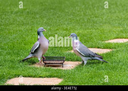 Holztauben (Columba palumbus) konkurrieren um Nahrung auf dem Gartenrasen um Futtertablett im Garten, Großbritannien Stockfoto