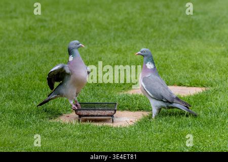 Holztauben (Columba palumbus) konkurrieren um Nahrung auf dem Gartenrasen um Futtertablett im Garten, Großbritannien Stockfoto
