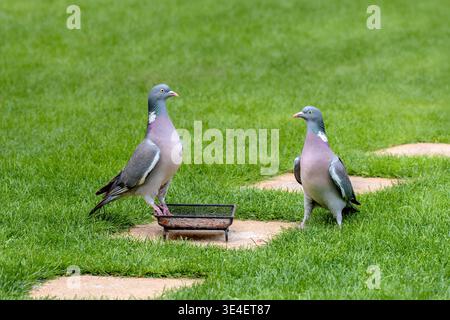 Holztauben (Columba palumbus) konkurrieren um Nahrung auf dem Gartenrasen um Futtertablett im Garten, Großbritannien Stockfoto