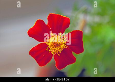 Eine kleine rote Ringelblume. Makro Stockfoto