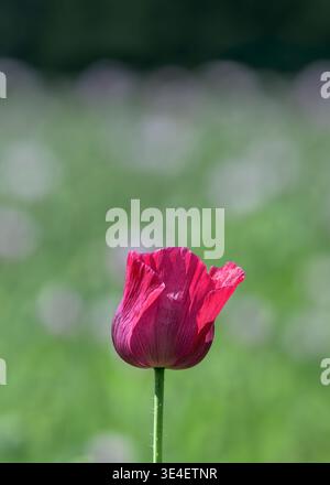 Dunkelrosa Opiummohn isoliert vor weichem Hintergrund von blassrosa Mohnblumen auf Salisbury Plain, Wiltshire, England, Großbritannien im Sommer Stockfoto
