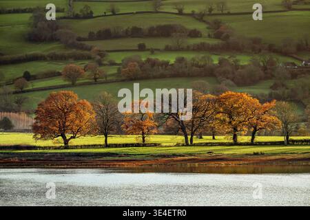 Goldene Herbsteichenbäume im frühen Winterlicht mit sanftem Ackerland mit Blick auf den Blagdon Lake in North Somerset, England, Großbritannien Stockfoto