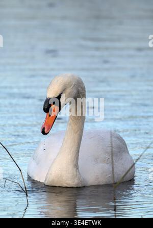 Stummer Schwan (Cygnus olor) bedeckt mit Regentropfen mit Wassertropfen, die im Winterregen aus dem Schnabel fallen, an der Ham Wall, Somerset Levels, Großbritannien Stockfoto