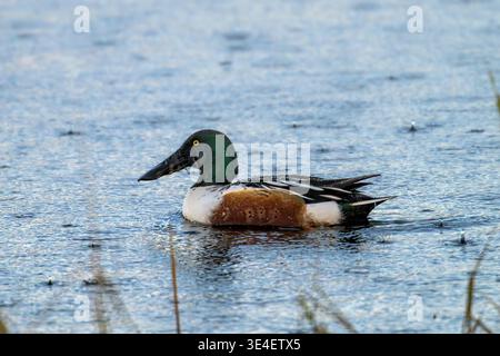 Männliche Nordschaufelente (Spatula clypeata) schwimmt bei starkem Winterregen an der Ham Wall, Somerset Levels. Nahaufnahme des Porträts mit Wasserspritzern. UK Stockfoto