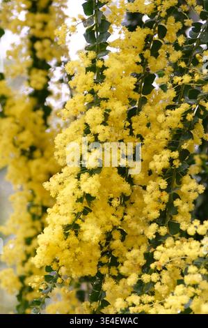 Gelbe Akazien pravissima, Öfen wackeln, in Blüte. Stockfoto