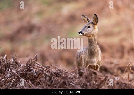 Rehe, die durch totes Bracken laufen. Stockfoto