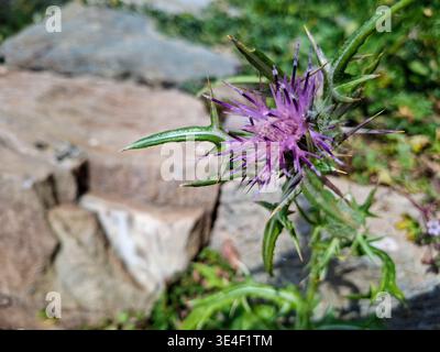 Lila Wildblume wächst in einer natürlichen Landschaft auf Kea Island, Griechenland Stockfoto