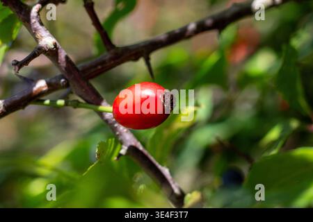 Hundelrosen Früchte (Rosa canina) in der Natur. Rote Rosenhüften an Büschen mit verschwommenem Hintergrund Stockfoto