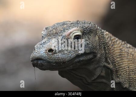 Komodo-Drache ( Varanus komodoensis ) im Londoner Zoo Stockfoto