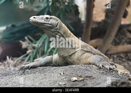 Komodo-Drache ( Varanus komodoensis ) im Londoner Zoo Stockfoto