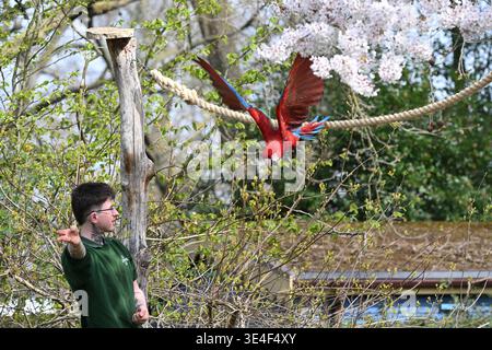 Rot-grüner Ara fliegen im Londoner Zoo Stockfoto