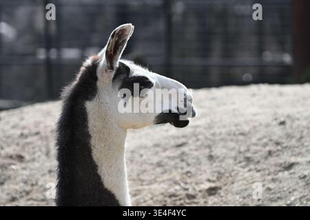 Lama im Londoner Zoo Stockfoto