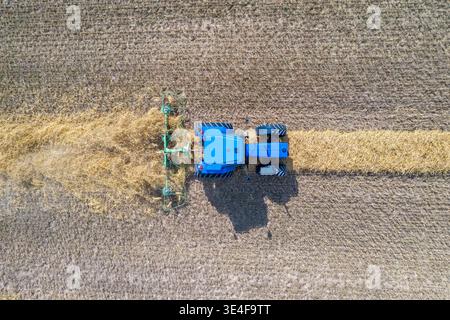 Blauer Traktor mit rotierendem heuzerkleinerer, Landwirtschaftsmaschine, die in der Heuerzeugung zum Zelten von Heu verwendet wird, das Heu belüftet oder wuffelt, um Schimmel oder Gärung zu verhindern Stockfoto