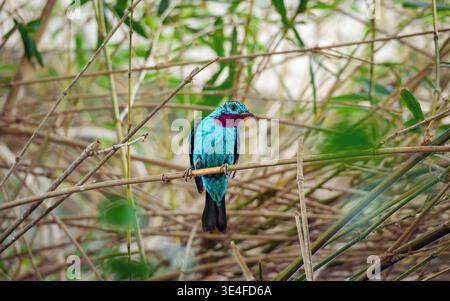 Dieses Bild zeigt einen asiatischen Feen-Blauvogel, einen lebendigen Vogel mit einem markanten blau-grünen Gefieder und einem roten Fleck in der Nähe seines Gesichts, der auf einem thront Stockfoto
