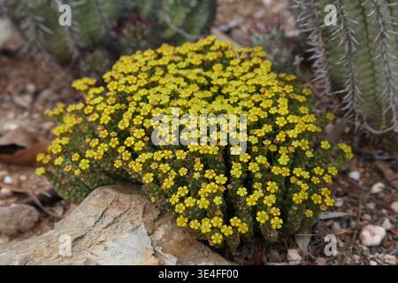 Euphorbia flanaganii in der Blüte Stockfoto