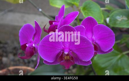 Atemberaubende Nahaufnahme von leuchtenden magentafarbenen phalaenopsis Orchideenblüten in Blüte. Stockfoto