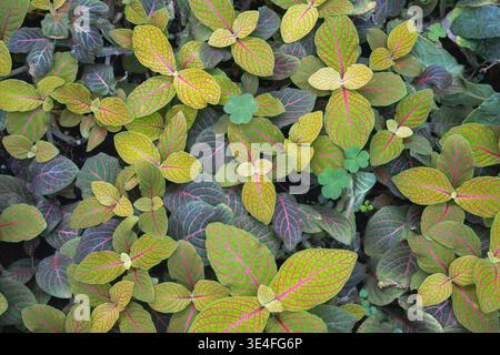 Blick von oben auf Fittonia albivenis Nervenpflanzen mit leuchtenden rosa und gelben Blattadern. Stockfoto