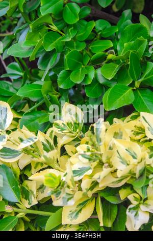 Ein lebhafter Kontrast zwischen satten, grünen Blättern und markantem, gelb-grünem Laub in einem dichten, üppigen Gartenbeet. Stockfoto