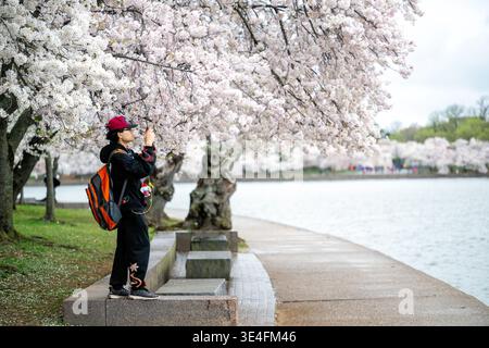 Yoshino Cherry Blossoms Tidal Basin Full Bloom Washington DC USA / WASHINGTON, DC – Puffy White Yoshino Kirschblüten in voller Blüte tief über einem Besucher, der Fotos entlang des Steingangs am Ufer des Wassers macht, Freitag, 27. März 2026. Die ikonischen Bäume ziehen jeden Frühling Menschenmassen in das Tidal Basin und bilden ein malerisches Baldachin vor dem Hintergrund des Potomac River. Besucher halten häufig an, um die flüchtige Schönheit der Blütenblätter einzufangen, wenn sie ihren Höhepunkt erreichen. Diese jährliche Ausstellung ist eines der am meisten erwarteten Naturereignisse in der Hauptstadt der USA. Stockfoto