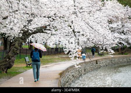 Yoshino-Sakura Tidal Basin Blumenregenschirm Washington DC Vereinigte Staaten | WASHINGTON, D.C. — Volle weiße Yoshino-Sakura blühen über den gepflasterten Gehweg, während ein Fußgänger mit einem Blumenregenschirm am Ufer des Wassers entlangschlendert, Freitag, 27. März 2026. Die ikonischen Bäume schaffen einen lebendigen, zarten Tunnel über dem Tidal Basin-Pfad und locken Besucher trotz des leichten Regens an. In der Ferne sind andere Fußgänger zu sehen, die die Hochblütezeit genießen. Diese jährliche Ausstellung bleibt eines der meistersehnten Frühlingsereignisse in der Hauptstadt des Landes. Stockfoto