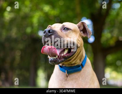 Ein Pit Bull Terrier Mischhund mit langer Zunge Stockfoto