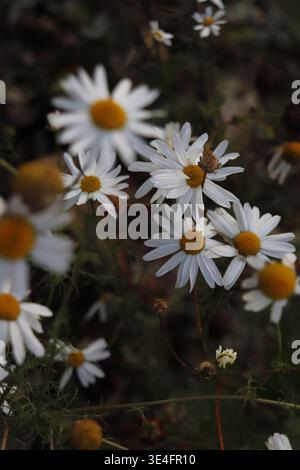 Nahaufnahme von Kamillenblüten im Herbstfeld, natürliche Landschaft mit schönem Hintergrund, selektiver Fokus. Stockfoto
