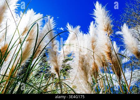 Cortaderia selloana ist eine blühende Pflanzenart aus der Familie der Poaceae. Sie wird als Pampas Gras bezeichnet. Stockfoto