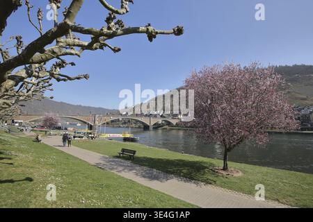 Uferpromenade und Skagerrak-Brücke, Moselbrücke, Frühling, Zierkirsche, Moselufer, Moseltal, Cochem, Mittelmosel, Rheinland-Pfalz Stockfoto