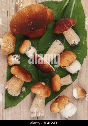 Lebensmittel, Waldpilze. Frisch gepflückter Boletus auf hellem Holzhintergrund. Selektiver Fokus, Draufsicht Stockfoto