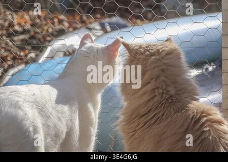 Zwei Katzen auf dem Gitter eines Käfigs, sie schauen auf die Freiheit, Rasse: Türkischer Van und persischer Mix, Farbe: Weiß und Beige, im Sonnenlicht, Hinterlicht Stockfoto