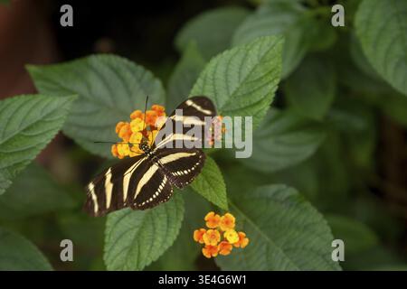 Zebra Langflügel-Schmetterling, der auf bunten lantana-Blumen ruht und Nektar in einem Garten sammelt Stockfoto