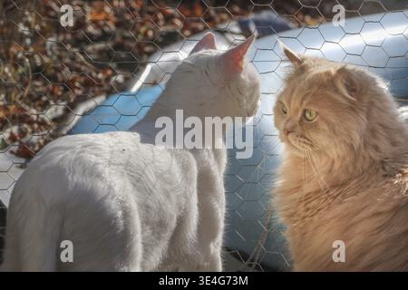 Zwei Katzen auf dem Gitter eines Käfigs schauen sich an, Rasse: Türkischer Van und persischer Mix, Farbe: Weiß und Beige, im Sonnenlicht, Hintergrundlicht Stockfoto