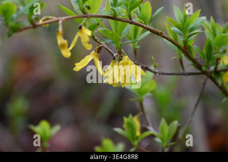 Weinende goldene Glocken (Forsythia suspensa) Blüten. Oleaceae Laubstrauch. Zahlreiche gelbe Blüten blühen im frühen Frühjahr auf schlanken Zweigen. Stockfoto