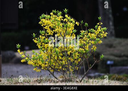 Weinende goldene Glocken (Forsythia suspensa) Blüten. Oleaceae Laubstrauch. Zahlreiche gelbe Blüten blühen im frühen Frühjahr auf schlanken Zweigen. Stockfoto